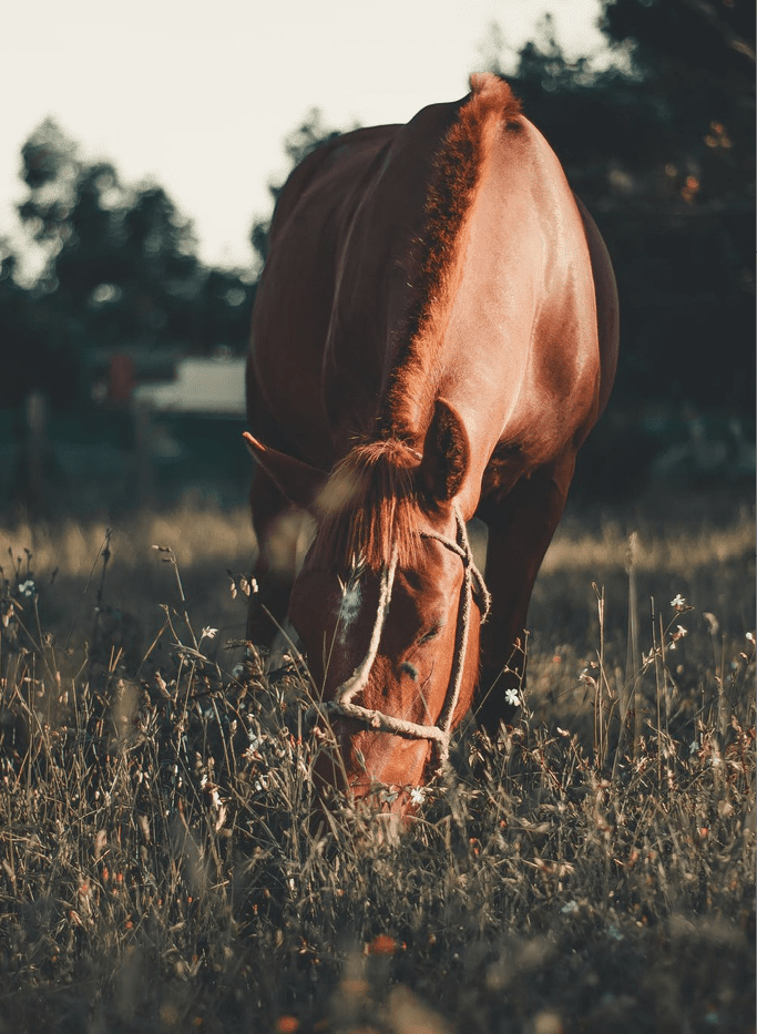 Gastro-enterologie clinique veterinaire des deux nièvres