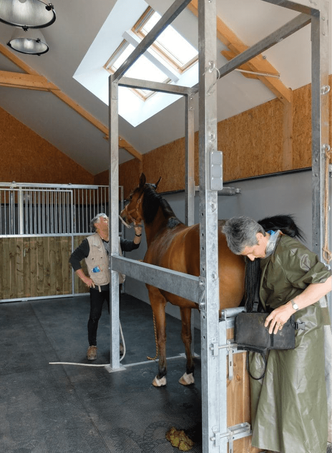 Reproduction cheval clinique vétérinaire des deux nièvres