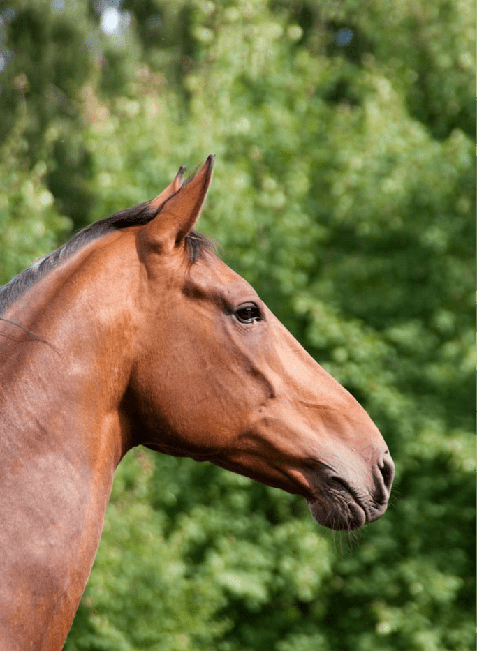 Pneumologie clinique veterinaire des deux nievres