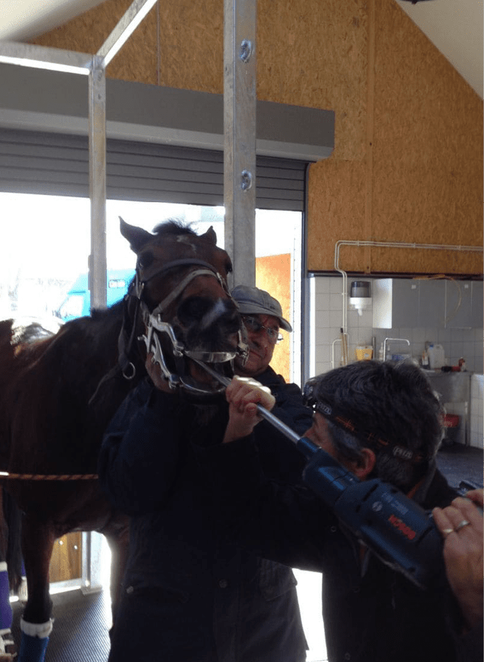 Dentisterie-equine clinique vétérinaire des deux nièvres