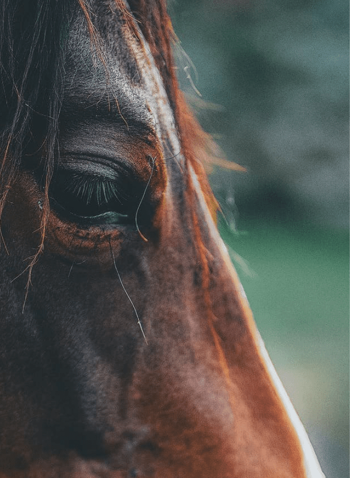 Ophtalmologie Clinique vétérinaire des deux nievres equine