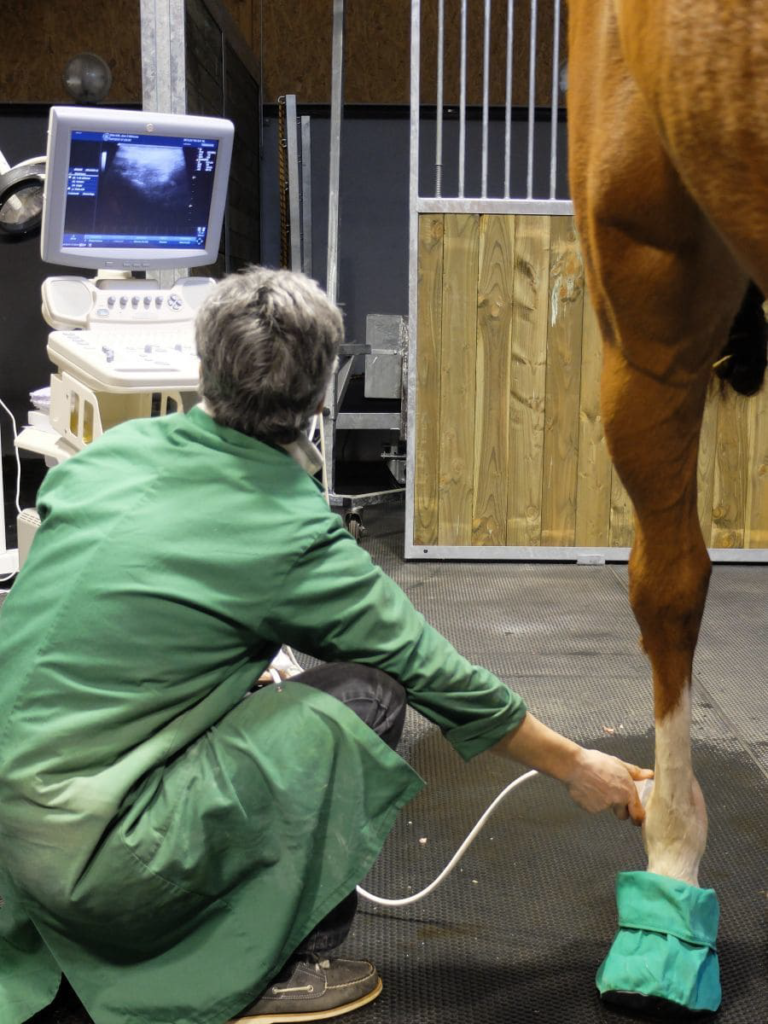 Echographie-equine-clinique-veterinaire-des-deux-nievres