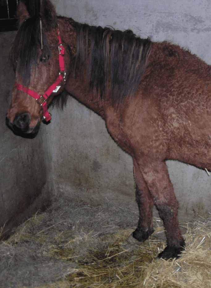 Endocrinologie clinique veterinaire des deux nievres