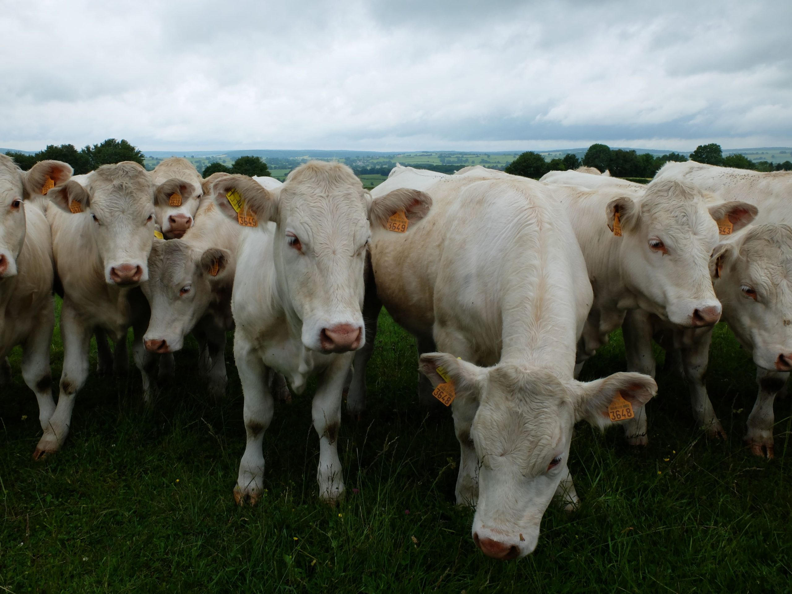 Vaches clinique vétérinaire des deux Nièvres