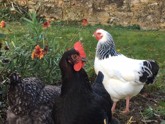 Nouveaux animaux de compagnie clinique veterinaire des deux nievres