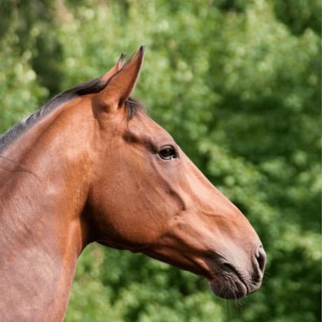 Pneumologie clinique veterinaire des deux nievres