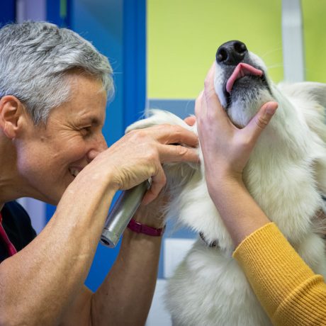 Soin de chien clinique vétérinaire des deux nièvres